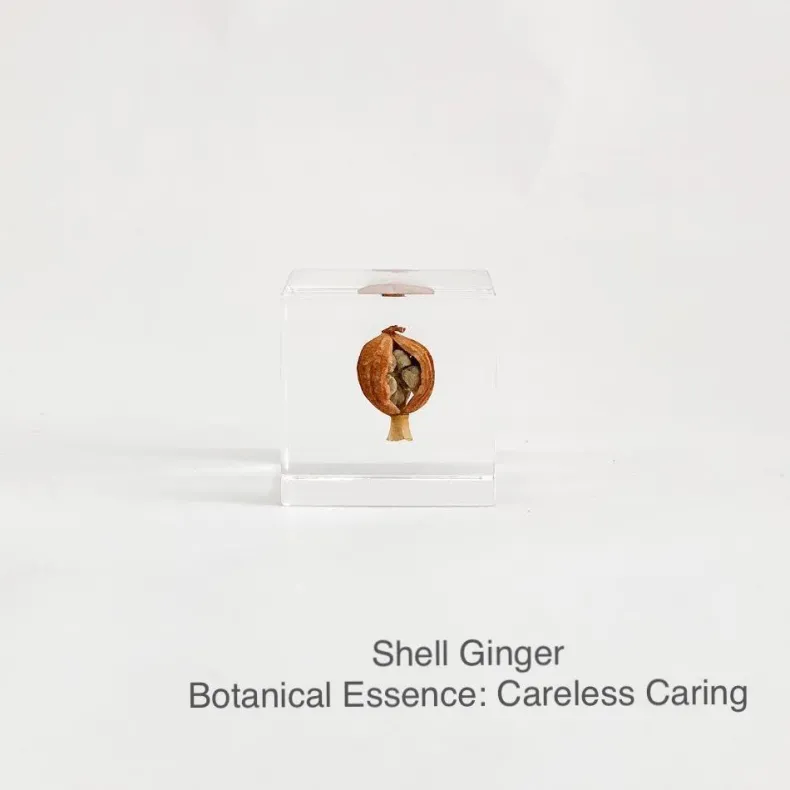 Sola Cubes - Seeds & Plants