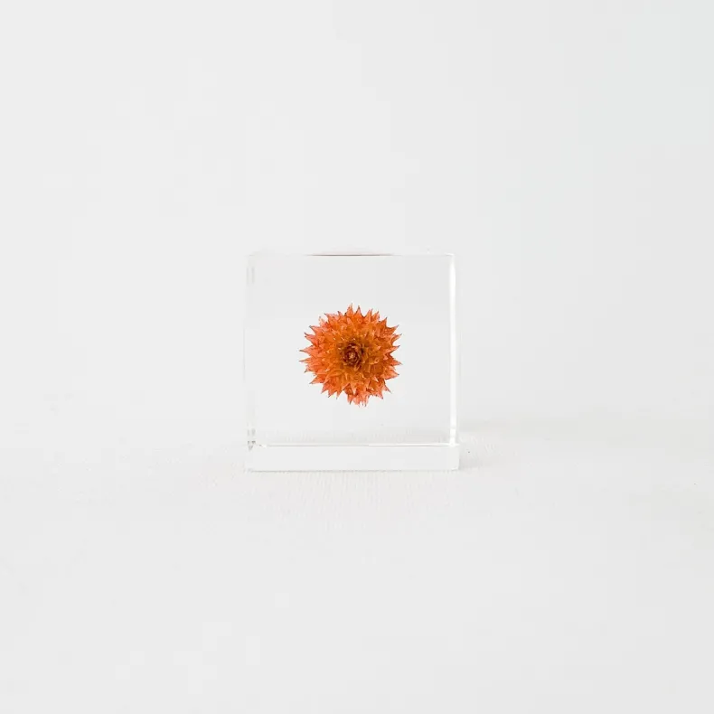 Sola Cubes - Seeds & Plants