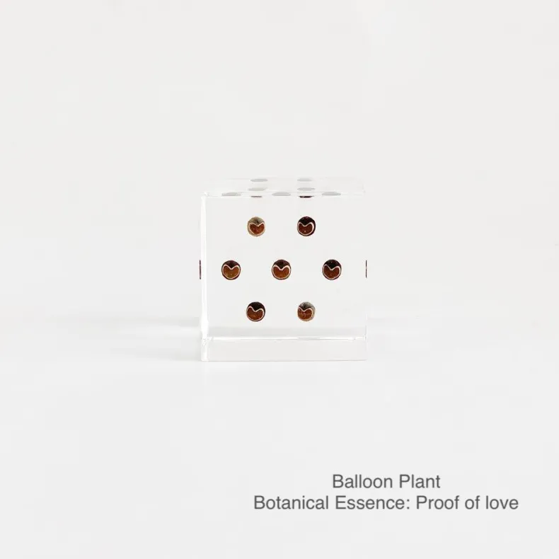 Sola Cubes - Seeds & Plants