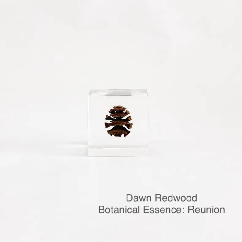 Sola Cubes - Seeds & Plants