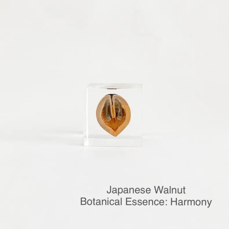 Sola Cubes - Seeds & Plants